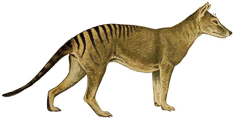 Image of Thylacinus cynocephalus. Scientists & researchers are trying to use gene-editing technology to bring them back.