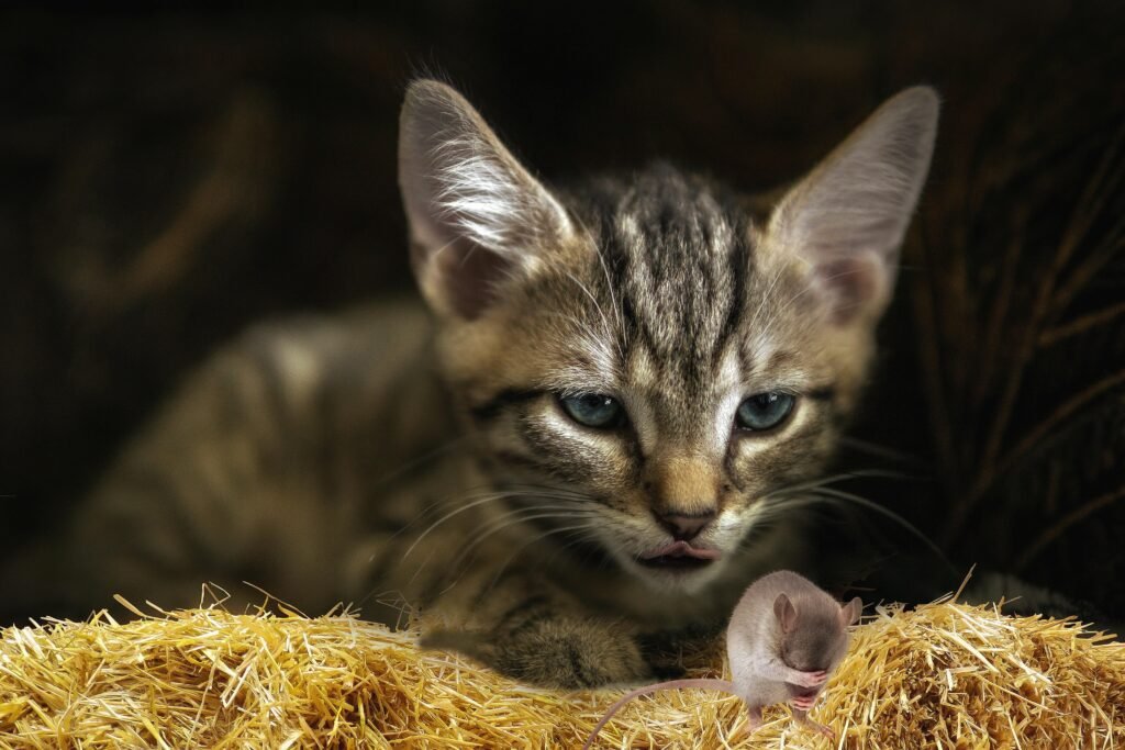 Cat focusing on its hunting job, and playing at the same time.