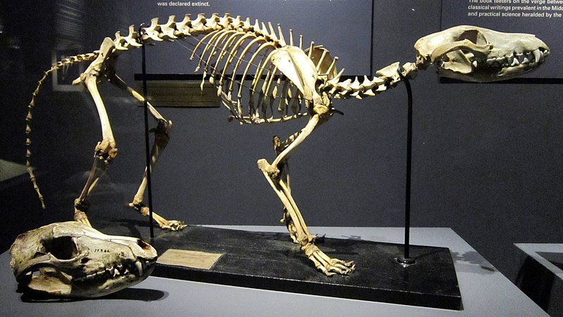 Thylacine skeleton and skull. The dog like animal may come back by using gene editing.