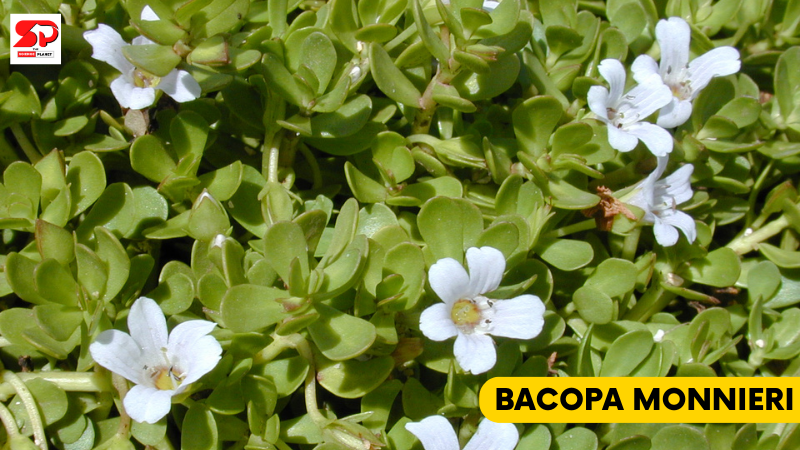 Bacopa Monnieri A supplement that helps boosting productivity.