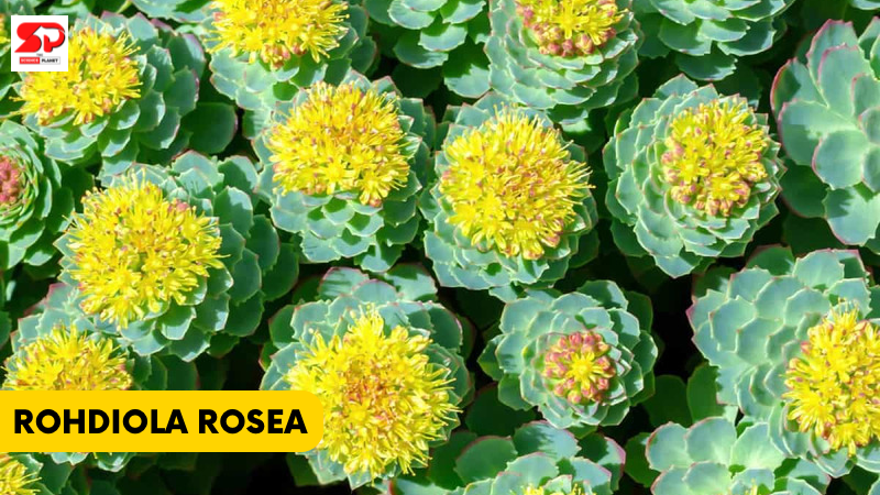 ROHDIOLA ROSEA - Supplements that boost energy and productivity.